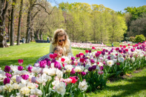 KasteeltuinenArcen_tulpen_fotograaf-PetraLenssen